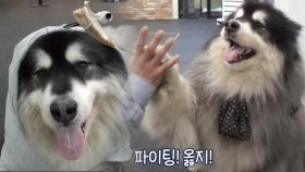 비만犬 ‘칸’이를 위한 역대급 퍼스널 트레이닝!