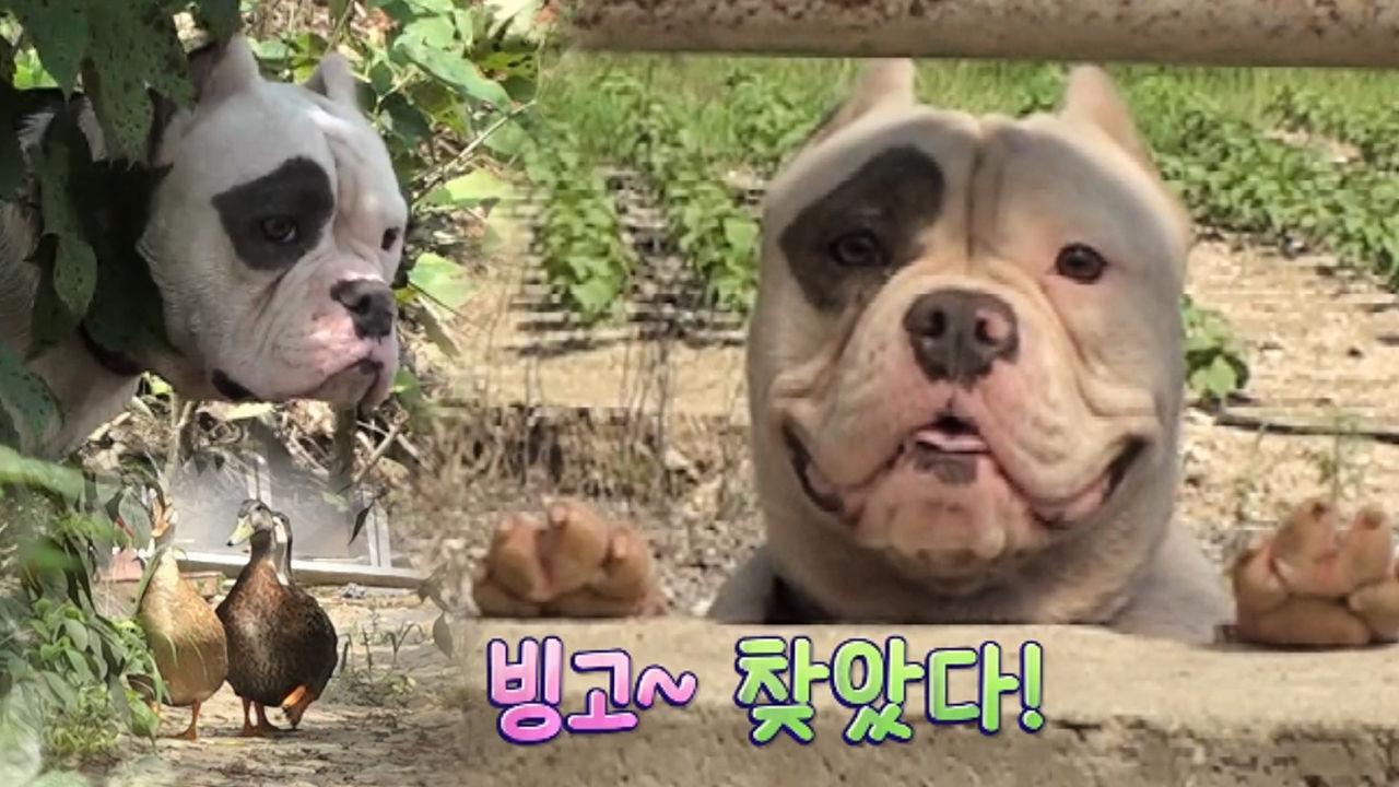 진성 덕(duck)후 ‘뭉치’의 소름 돋는 오리 찾기! | ZUM TV
