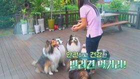 안전하고 건강한 반려견 먹거리!