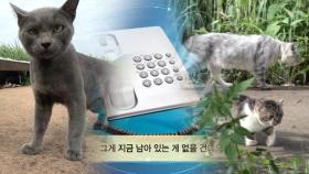 ‘펫숍 주인 연락’ 알 수 없는 품종묘 10마리 유기 사건...
