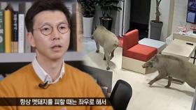 당신이 멧돼지를 만났다면 취해야 할 행동지침!