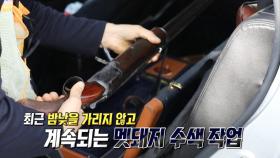 안전을 위해 어쩔 수 없는 멧돼지 수색 작업