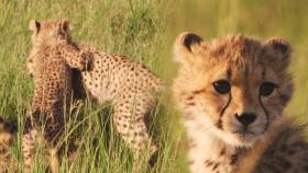 생후 6개월, 사냥놀이하는 쪼꼬미 ‘새끼 치타들’