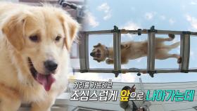 사다리犬, 주인 믿고 수평 사다리 건너기 ‘성공’