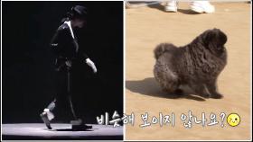 ‘문워크 犬’ 뒷발차기 문워크 신동 견공!