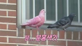 발끝부터 머리끝까지 ‘분홍’인 비둘기?!