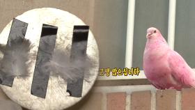 ‘분홍색 비둘기’는 과연 돌연변이인가 염색인가?
