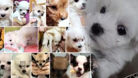 [충격] 버려진 30마리의 강아지... ‘강아지 연쇄 유기 사건’