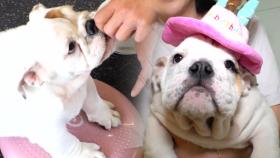 ‘과체중犬’ 메리의 비만 탈출 도전! (ft. 메리의 100일 파티)