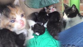 화물 트럭에서 ‘새끼 고양이’ 4마리 육아하는 길냥이!