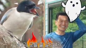 물까치 VS 아저씨, 아기 새 공동육아 동상이몽!