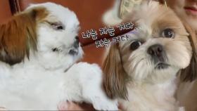 ‘연기 犬’ 하나 , 잠자는 연기로 위기 탈출!