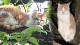 [속상] 나무 위 고양이 똥순이, 연이은 ‘구조 실패!’