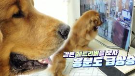 ‘TV 과몰입犬’ 레트리버 조단의 최애 프로그램!