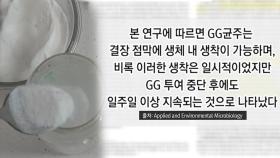 장까지 살아 뚱보균 없애는 ‘LGG 유산균’