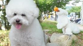 ‘신속 정확’한 헤딩犬 미미의 놀라운 공놀이 실력!