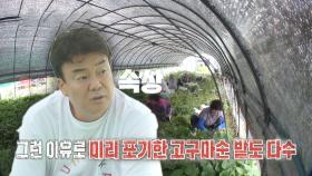 [심각] 백종원, 고구마순 1kg이 1,300원이라는 말 듣고 깜짝!