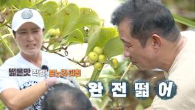 “떫어!” 박세리, 먹고 바로 뱉어버린 싱거운 사과 맛 나는 청미래덩굴 열매!