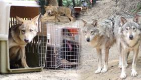 폭풍 성장한 한국 늑대 6남매! ‘늑대 사파리’ 입성