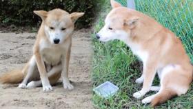 행방불명! 위험에 빠진 떠돌이犬 ‘사랑이’