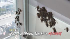 도심 속 단독주택에 ‘사체’가 쌓인다?! 꿀벌과의 살벌한 동거!