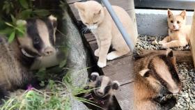 오소리♡고양이, 절친 연밤이와 연근이의 일상!