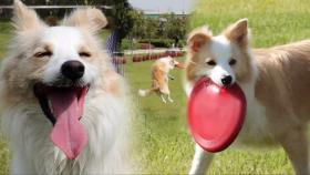 ‘운동중독’ 보더콜리 보리, 쉴 틈 없는 원반 놀이!