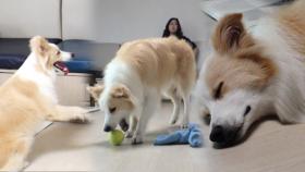 무리하게 노는 에너자이저 보리의 ‘놀이 중독’ 고치기!