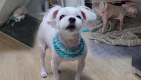 7년째 집안 전체를 거덜 낸 ‘소변 테러犬’ 상추!