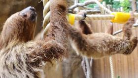 처음으로 엄마 품을 벗어난 늘둥이의 ‘독립 훈련’ 성공★