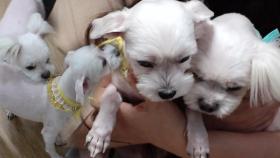 [반전] 상추가 집안에 마킹을 한 이유! 깻잎이를 향한 ‘지독한 사랑♡’