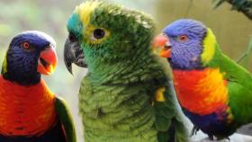 레인이의 청귤이를 향한 집착, 알고 보니 생존을 위한 전략!