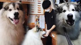 팬들이 주는 간식은 다~ 받아먹는 ‘동네 인기 스타犬’ 코코!