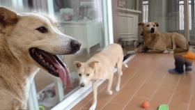 사람이 무서운 진돌이, 베란다에서 나오기 위한 솔루션 시작☆