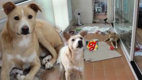 6개월 동안 베란다에서 절대 안 나오는 ‘진돌이’