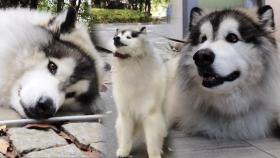 간식 없으면 ‘산책 거부’ 하는 코코의 건강 상태!