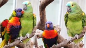 종을 뛰어넘은 앵무새의 사랑! 청귤이를 향한 ‘일편단심’ 레인이