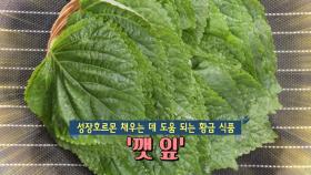 비타민 C가 풍부한 ‘깻잎’으로 성장호르몬 채우자! (닥터의선물)