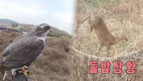 여러 돌발 상황이 비일비재한 실제 매사냥!