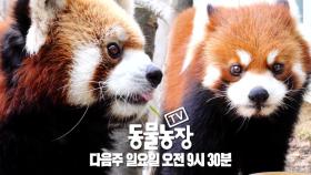 [2월 14일 예고] ‘레서 판다’ 레시♥레몬이, 설렘 가득 첫 만남!