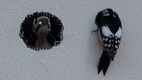 사람 사는 건물에 구멍을 뚫고 지내는 ‘뻔뻔 甲’ 딱따구리!