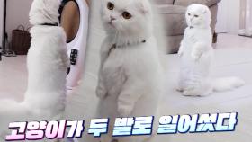 미어캣처럼 두 발로 서있는 고양이 ‘두부’의 신기한 개인기!
