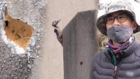 딱따구리, 나무 제쳐두고 건물 외벽에 구멍을 뚫는 행동의 원인!