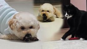 길어진 집콕생활을 즐기는 반려동물들의 신기한 묘기!