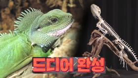 자연에서의 모습 그대로! 골격 표본 완성체★