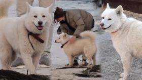 틈만 나면 바다로 떠난 보솜이, 탈출 습관 막기 위한 훈련 돌입!