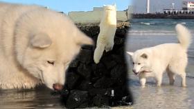 시도 때도 없는 탈출! 홀로 바다를 찾는 ‘탈출犬’ 보솜이