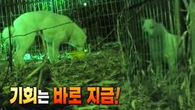 다시 만난 ‘저수지 백구’ 2차 구조 작전!