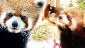 ‘레서 판다 하우스’ 레몬이를 향한 레시의 막무가내 공격♨