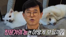 ‘귀 막고 자는 강아지’ 초롱이, 행동 분석 결과!